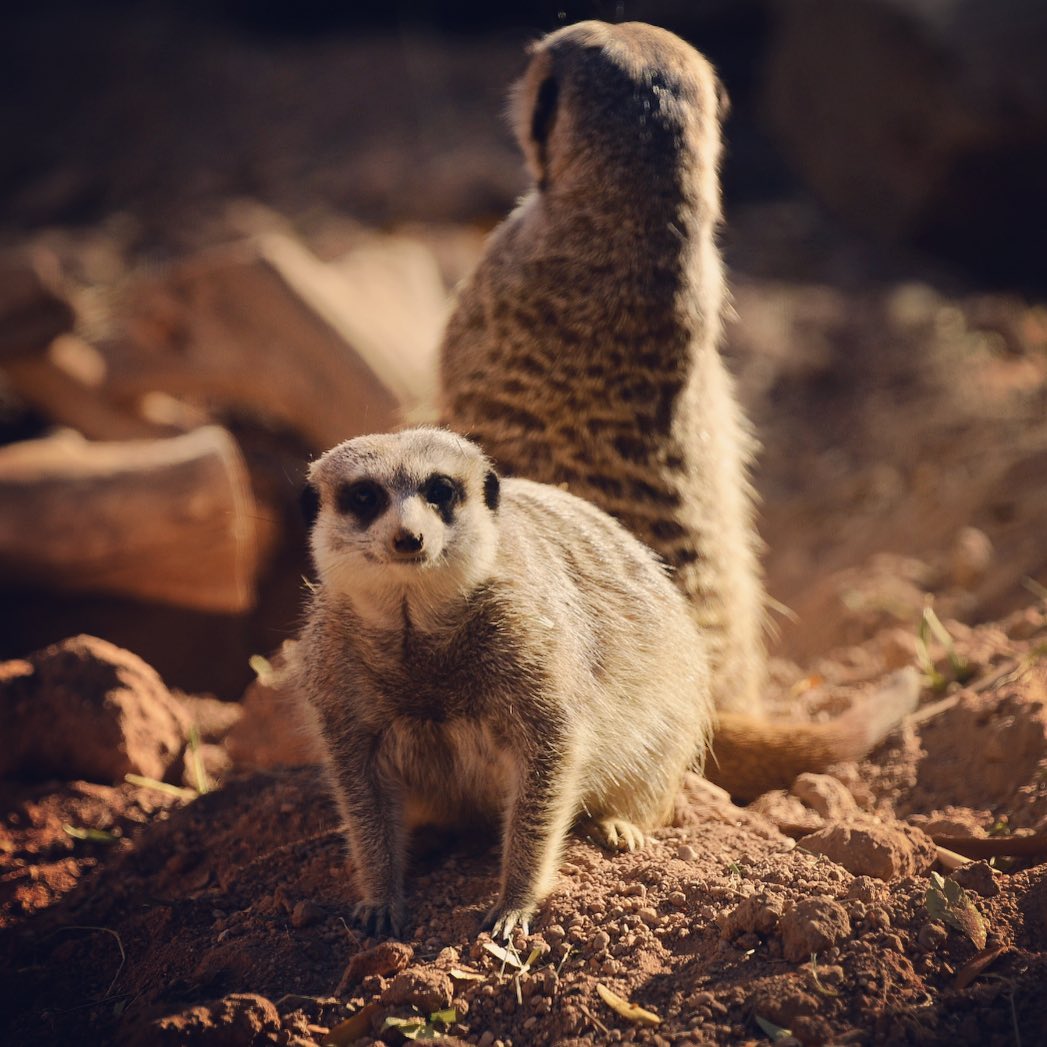 It is wonderful to have a partner that always has your back. #meercat #animalduo…