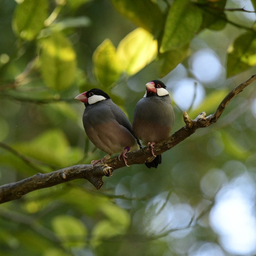 Lovebirds. #lovebirds #sittinginatree #reidparkzoo #birds #imagesbycheri #hellof…