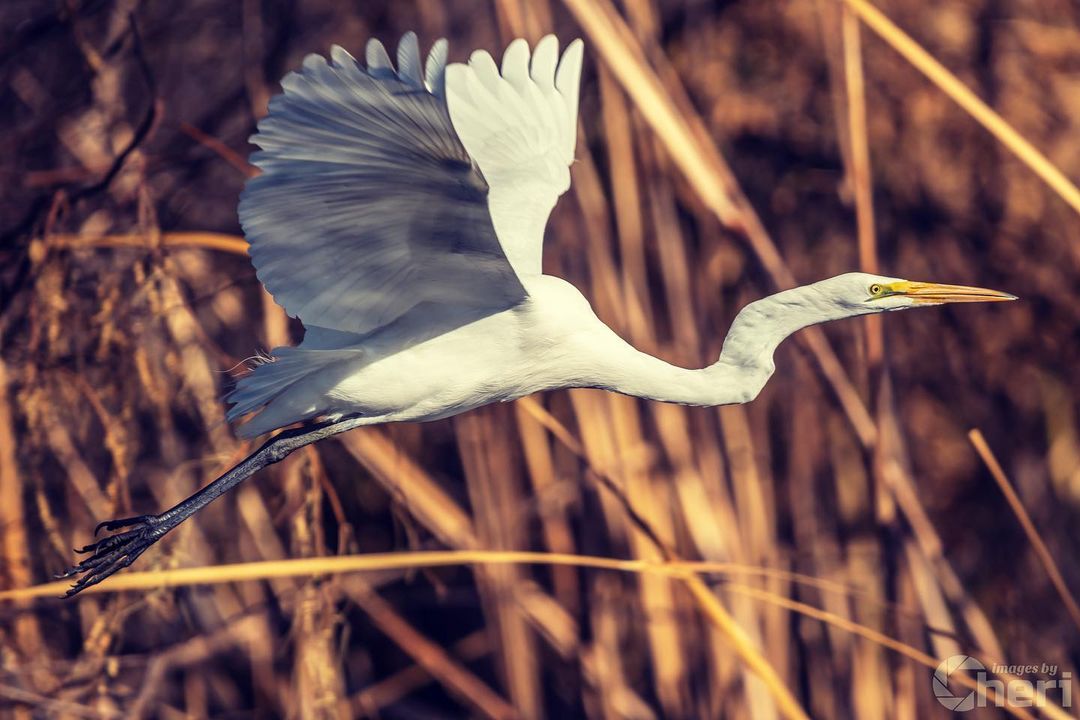 Take Off. #birdphotography #birding #bird #birdphoto #imagesbycheri #hellofreedo…