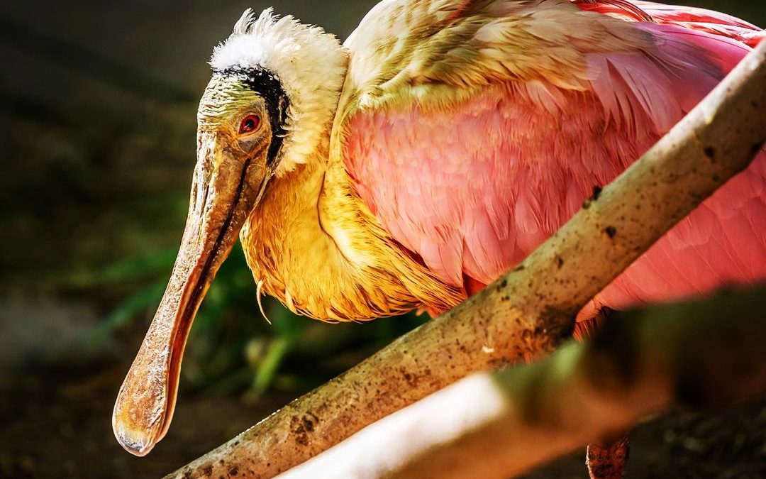 Roseate Spoonbill.  3 years ago when we went for a hike at a wildlife refuge on …