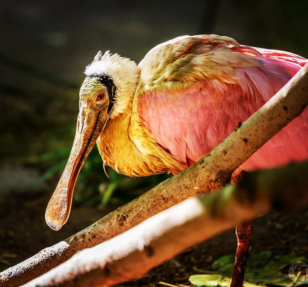 Roseate Spoonbill.  3 years ago when we went for a hike at a wildlife refuge on …