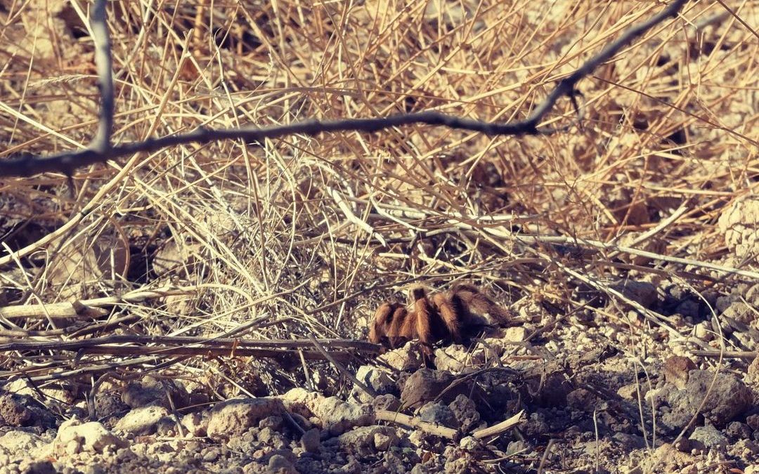 Tarantula off the hiking trail. It was a good distance off the trail on a steep …