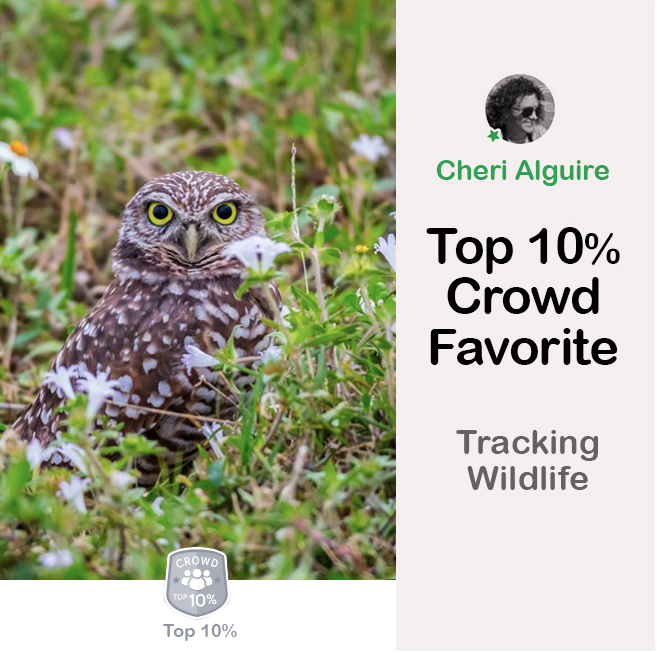 ViewBug.com: Ranked Top 10% in ‘Tracking Wildlife’ Contest