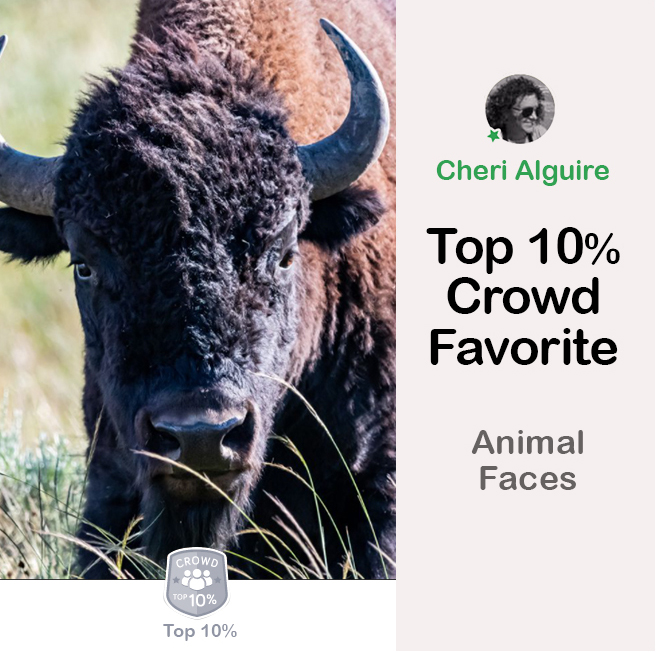 ViewBug.com: Ranked Top 10% in ‘Animal Faces’ Contest