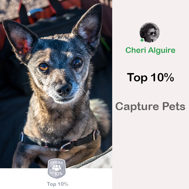 ViewBug.com: Ranked Top 10% in ‘Capture Pets’ Contest