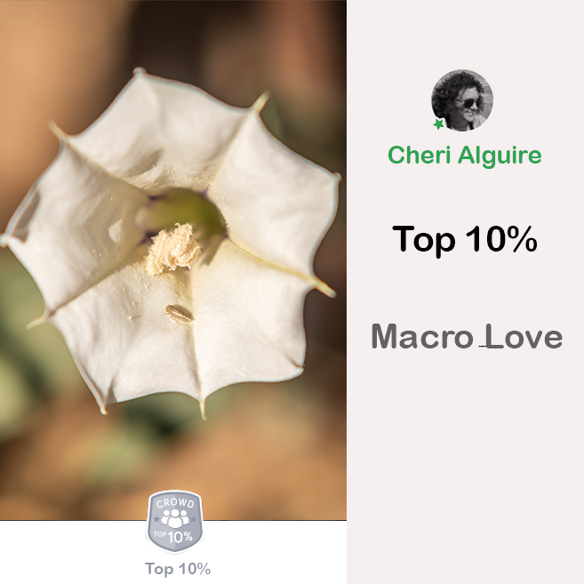ViewBug.com: Ranked Top 10% in ‘Macro Love’ Contest