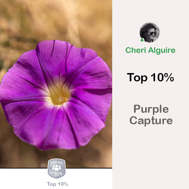 ViewBug.com: Ranked Top 10% in ‘Purple Captures’ Contest