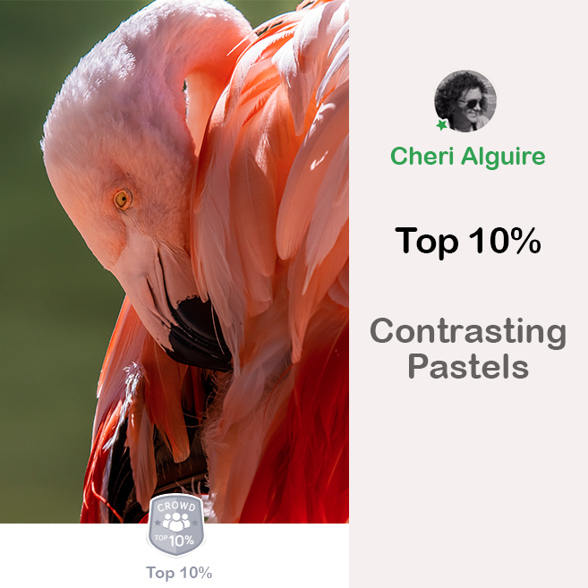 ViewBug.com: Ranked Top 10% in ‘Contrasting Pastels’ Contest