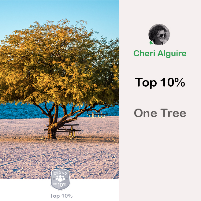 ViewBug.com: Ranked Top 10% in ‘One Tree’ Contest