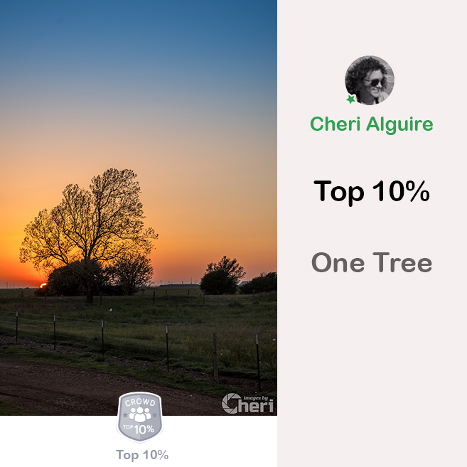 ViewBug.com: Ranked Top 10% in ‘One Tree’ Contest