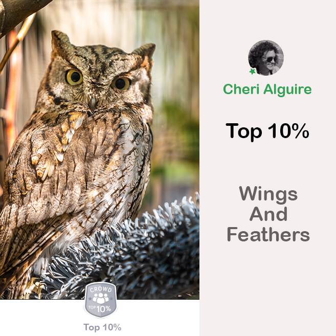ViewBug.com: Ranked Top 10% in ‘Wings And Feathers’ Contest