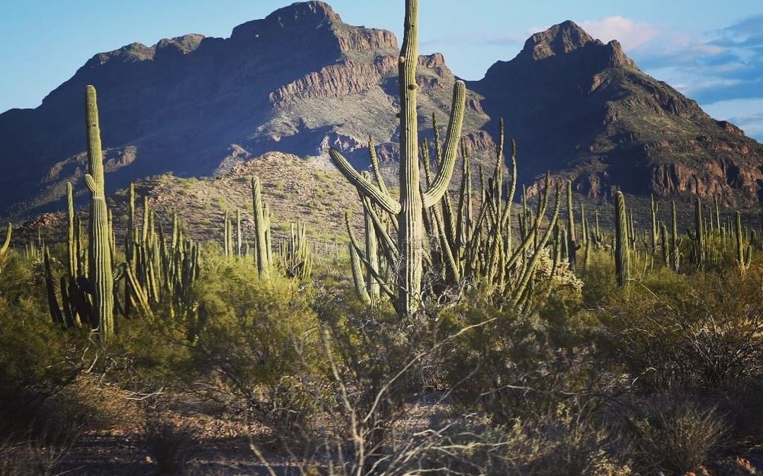 Organ Pipe Cactus National Monument. #organpipecactusnationalmonument #southwest…