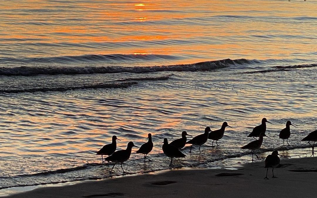 After work we hit the fish market to get fresh jumbo shrimp , Jessy hooked us up…