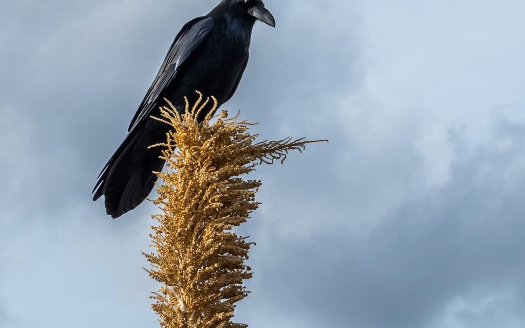 Watched by the Raven. #raven #hiking #arizona #imagesbycheri #hellofreedom #joy2…