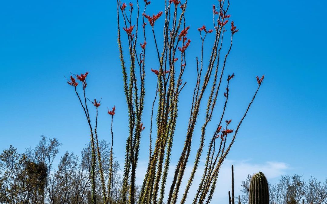 Although I love the mighty Saguaro, the Ocotillo also captured my heart the firs…