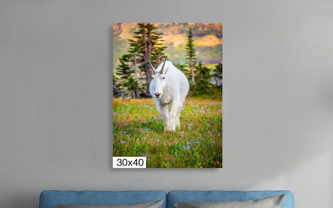 I am trying to figure out where to hang this image.  #mountiangoat #glaciernatio…