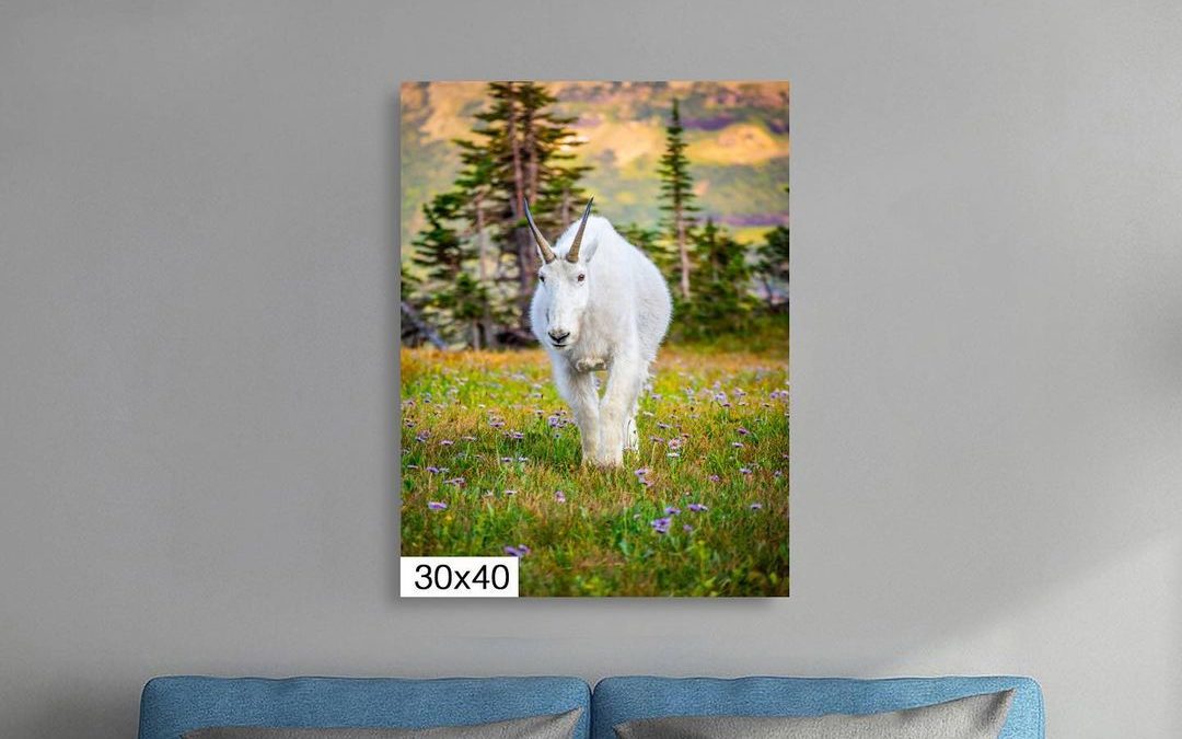 I am trying to figure out where to hang this image. #mountiangoat #glaciernatio…