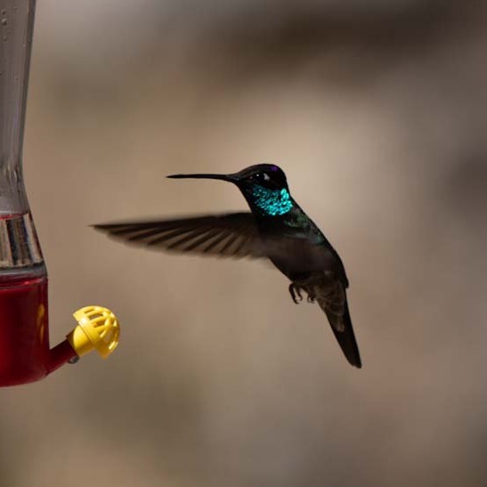 Hummingbirds.  Growing up in Minnesota, they were all the same.  Here in the Tuc…