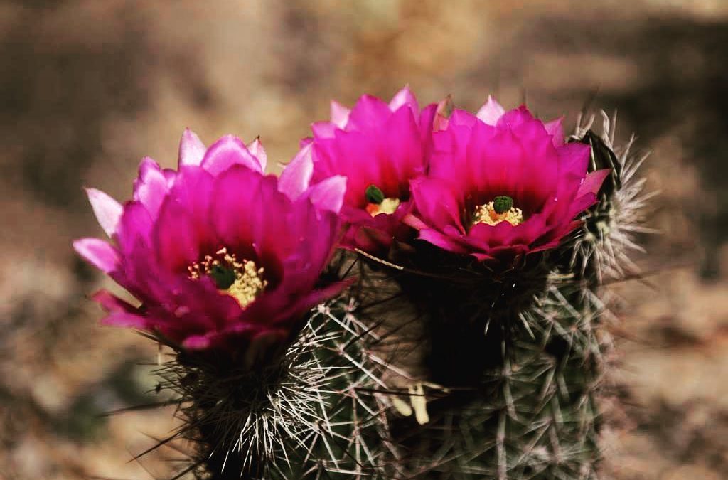 The desert is staring to bloom! #nanpatucson22 #nanparegionals #nanpapix #cactus…