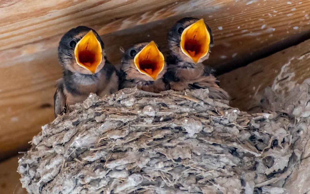 FEED ME! The 2022 April calendar image is of these 3 hungry barn swallows. Did y…