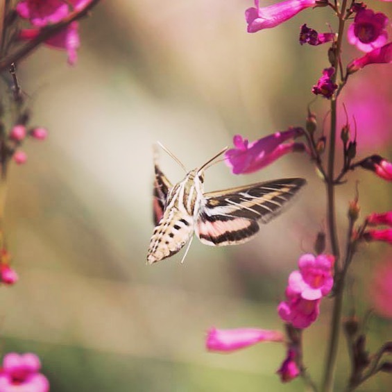 Have you ever seen a Hummingbird Moth? I had one fly by me at the spa once and i…