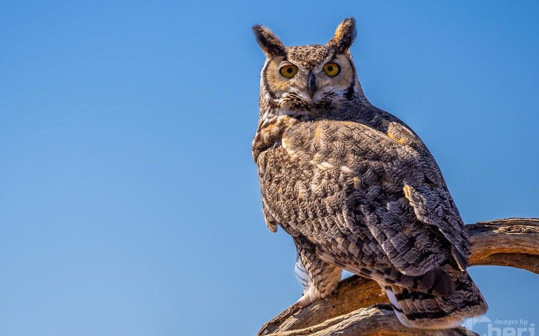 The Great Horned Owl  is an amazing creature to watch… an be watched by. Those e…