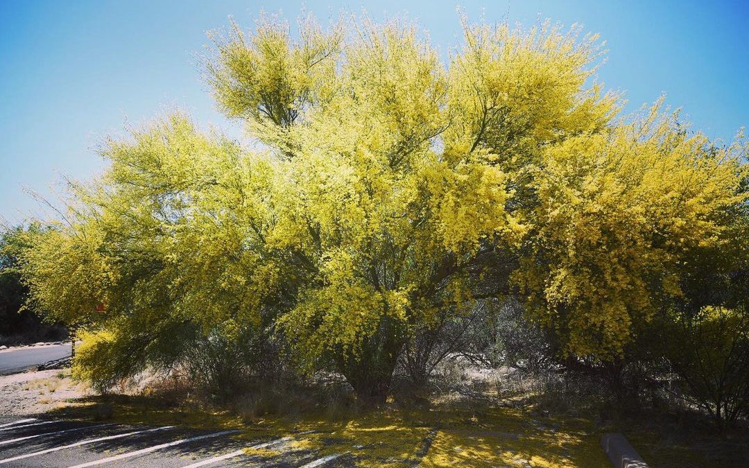 Love the yellow blooms on the Palo Verde trees this time of year. The Sonoran De…