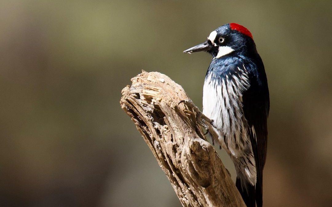 Acorn Woodpecker. #woodpecker #nanpatucson22 #nanpapix #nanparegionals ##acornwo…