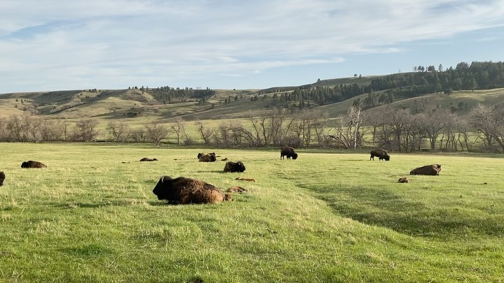 It is calving season at Custer State Park. Got in with just enough time to drive…