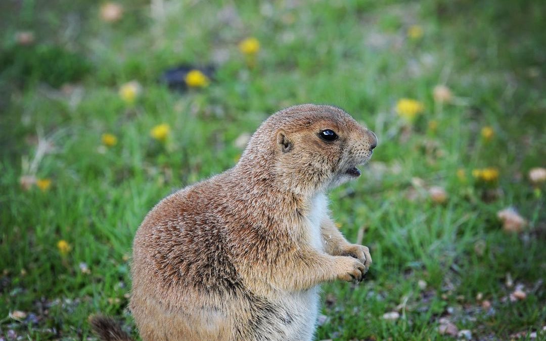 Maybe the biggest Prairie Dog I have ever seen.  Pregnant? Possible, but probabl…