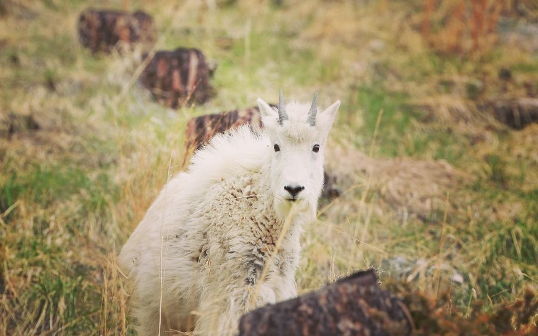 So wonderful seeing Mountain Goats! We have seen so many baby animals this time …