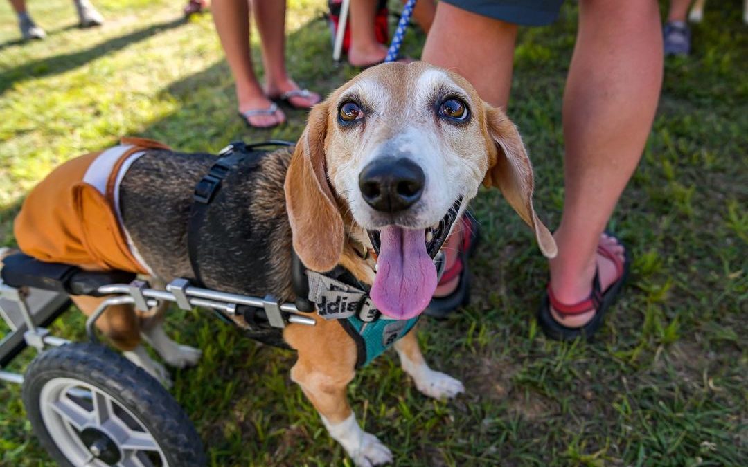 Happy Howie! I have met all kinds of new friends here at Escapade. This is one o…