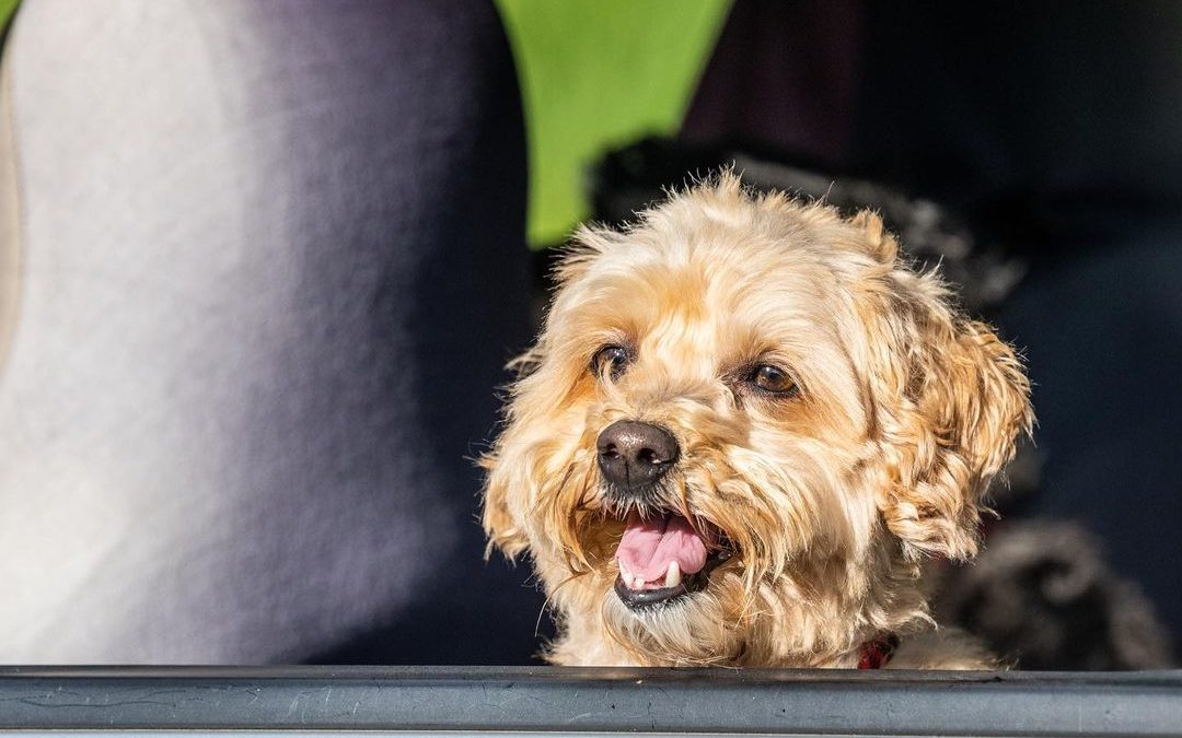 Happy Weekend!
#petphotography #petphotographer #imagesbycheri #hellofreedom #…