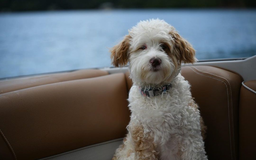 Gnarla, the Boat Dog.
My grand puppy had so much fun out on the boat. But I th…