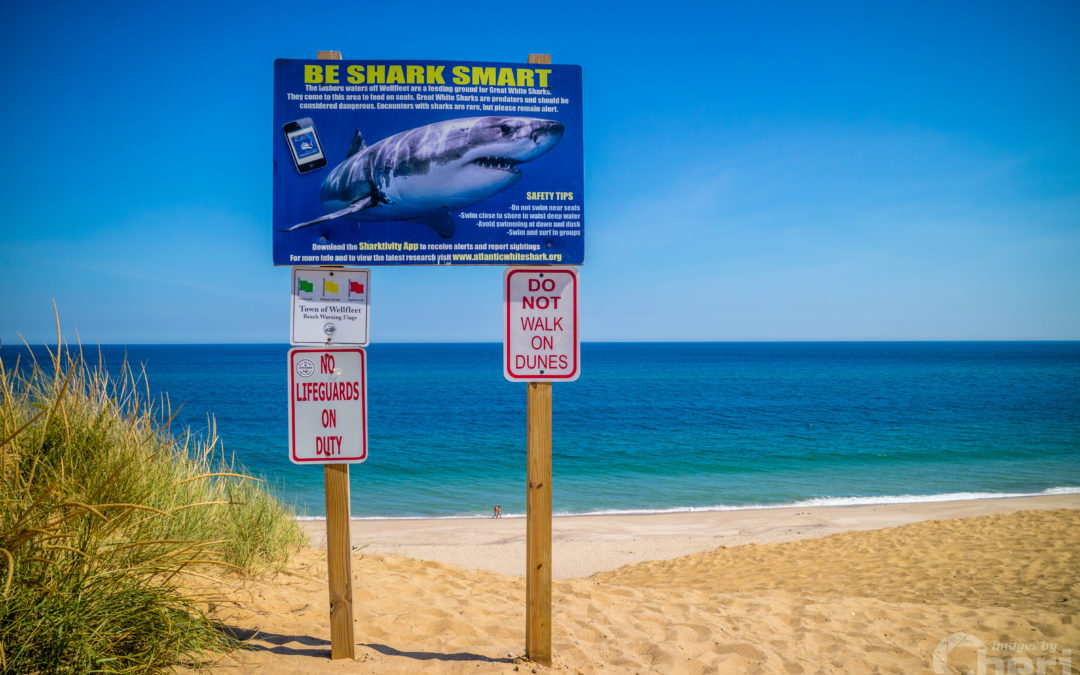 Cape Cod Beachgoers Reminded To Keep An Eye Out For Great White Sharks