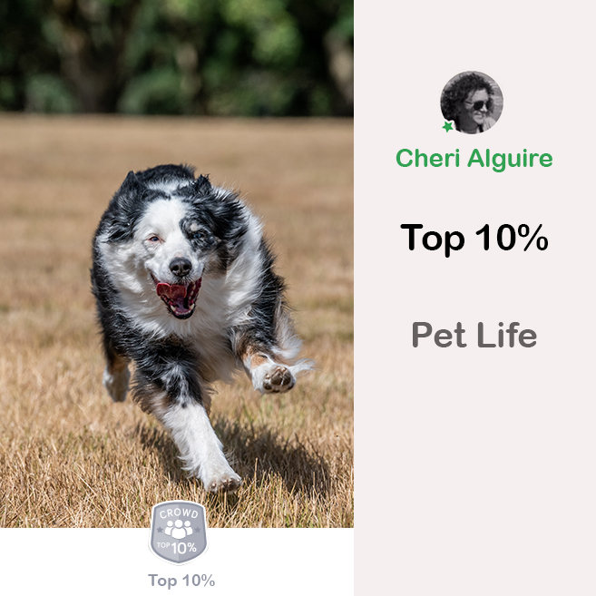 Viewbug.com: Top 10%er in ‘Pet Life’ Contest