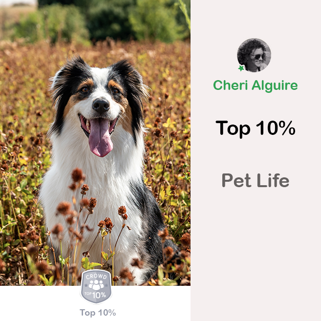 Viewbug.com: Top 10%er in ‘Pet Life’ Contest