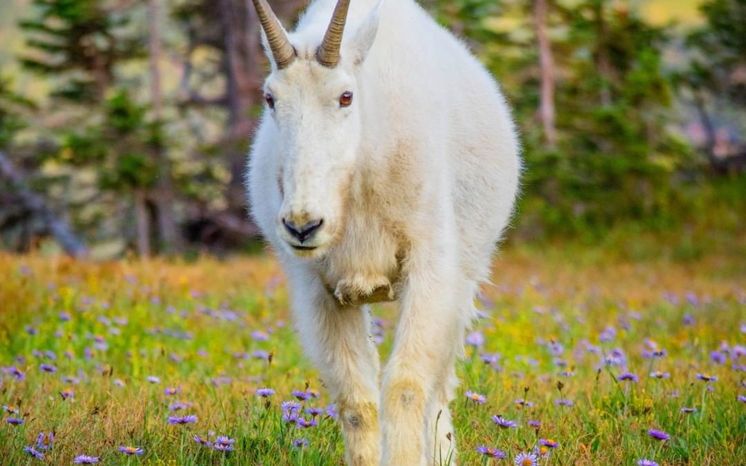 The Mountain Goat, also known as the Rocky Mountain Goat, is a sure-footed climb…