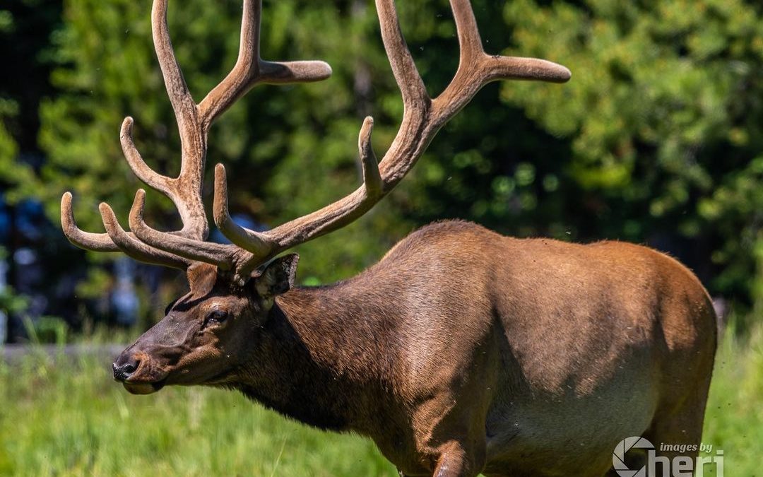 The velvet will soon be gone. He is well fed. He is strong. He will soon be read…