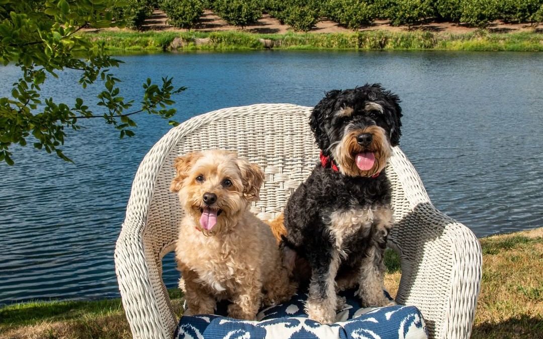 They are VIP(s): Very Important Puppies! 

For more Pet Photography, visit our w…