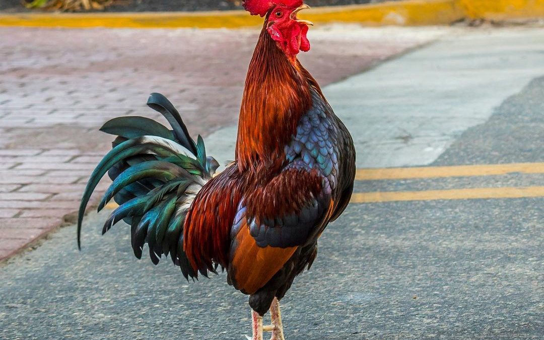 Cock-a-doodle-doo! Caught in the act of crowing while crossing the road.

I wond…