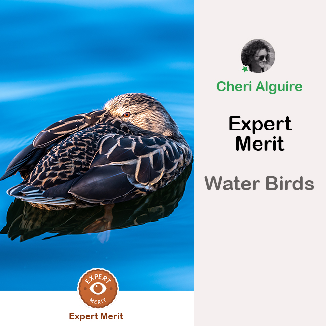 PhotoCrowd.com: Merited by the Expert in ‘Water Birds’ Contest