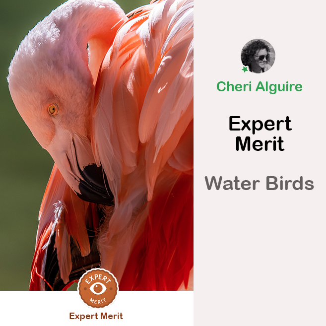 PhotoCrowd.com: Merited by the Expert in ‘Water Birds’ Contest