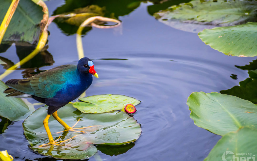 Not quite land, not quite sea, but all fearsome beauty: how Florida’s Everglades has inspired artists