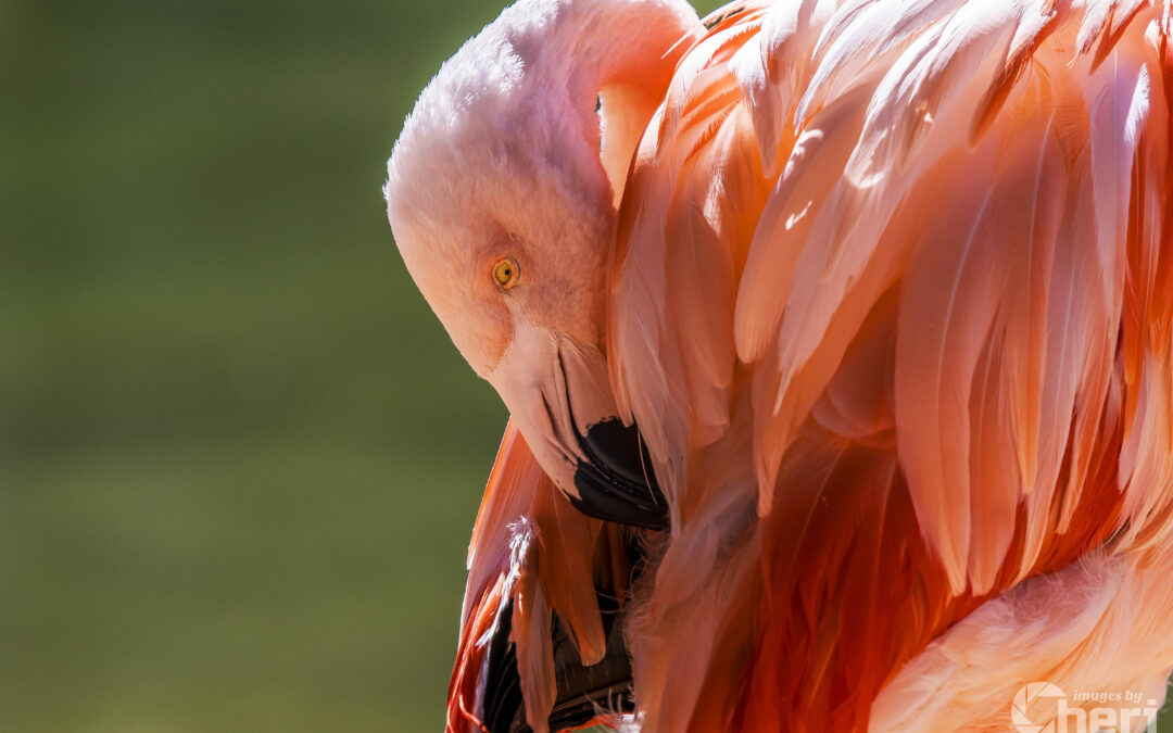 Slumbering in Pink: Flamingo Naptime
