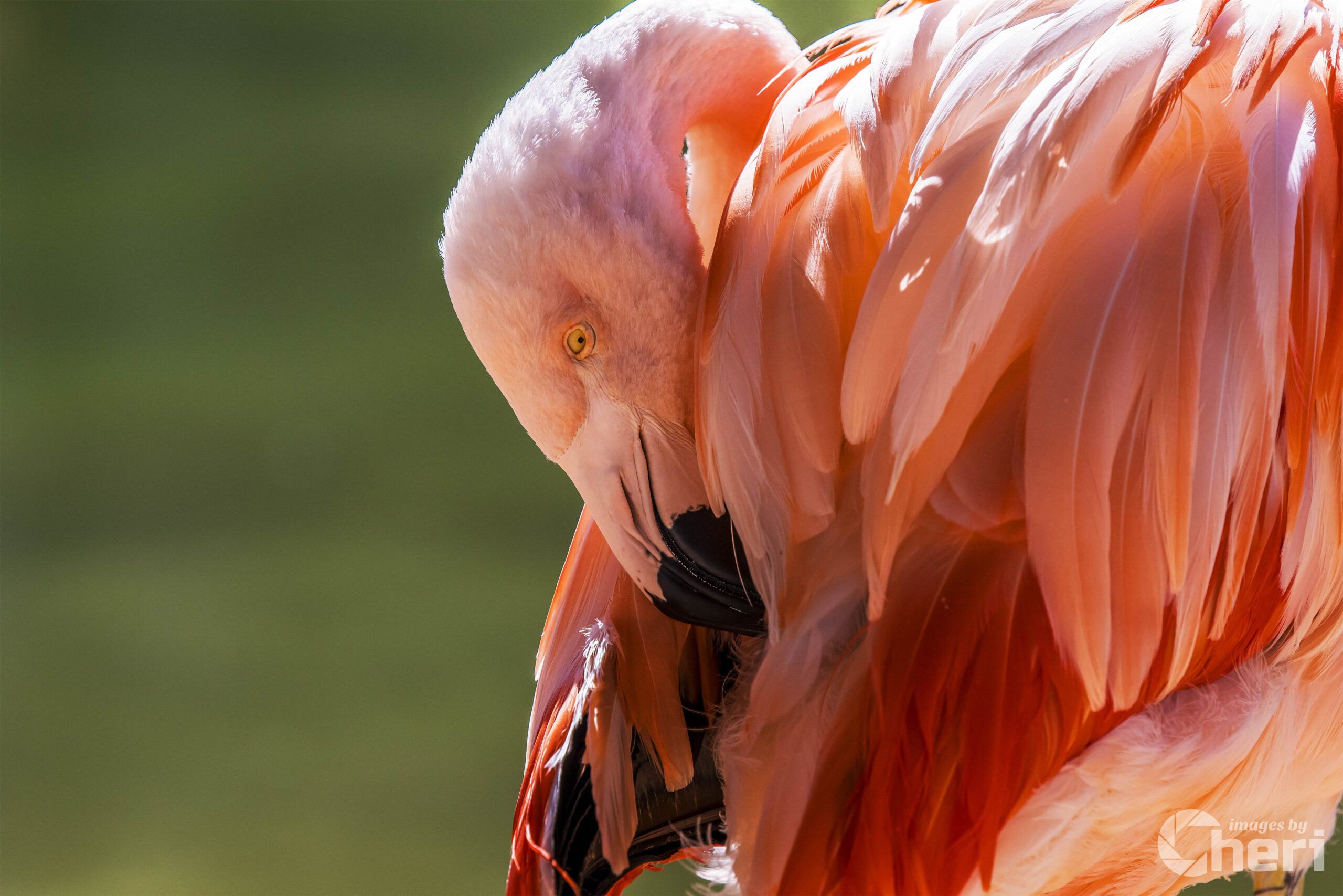 Slumbering in Pink: Flamingo Naptime