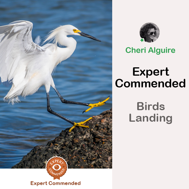 PhotoCrowd.com: Commended by the Expert in ‘Birds Landing’ Contest