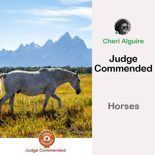 PhotoCrowd.com: Commended by the Judge in ‘Horses’ Contest