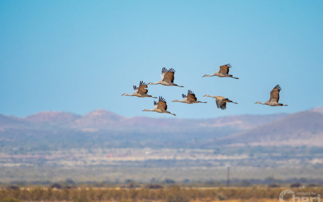Dancing in the Sky: Sandhill Cranes in Flight