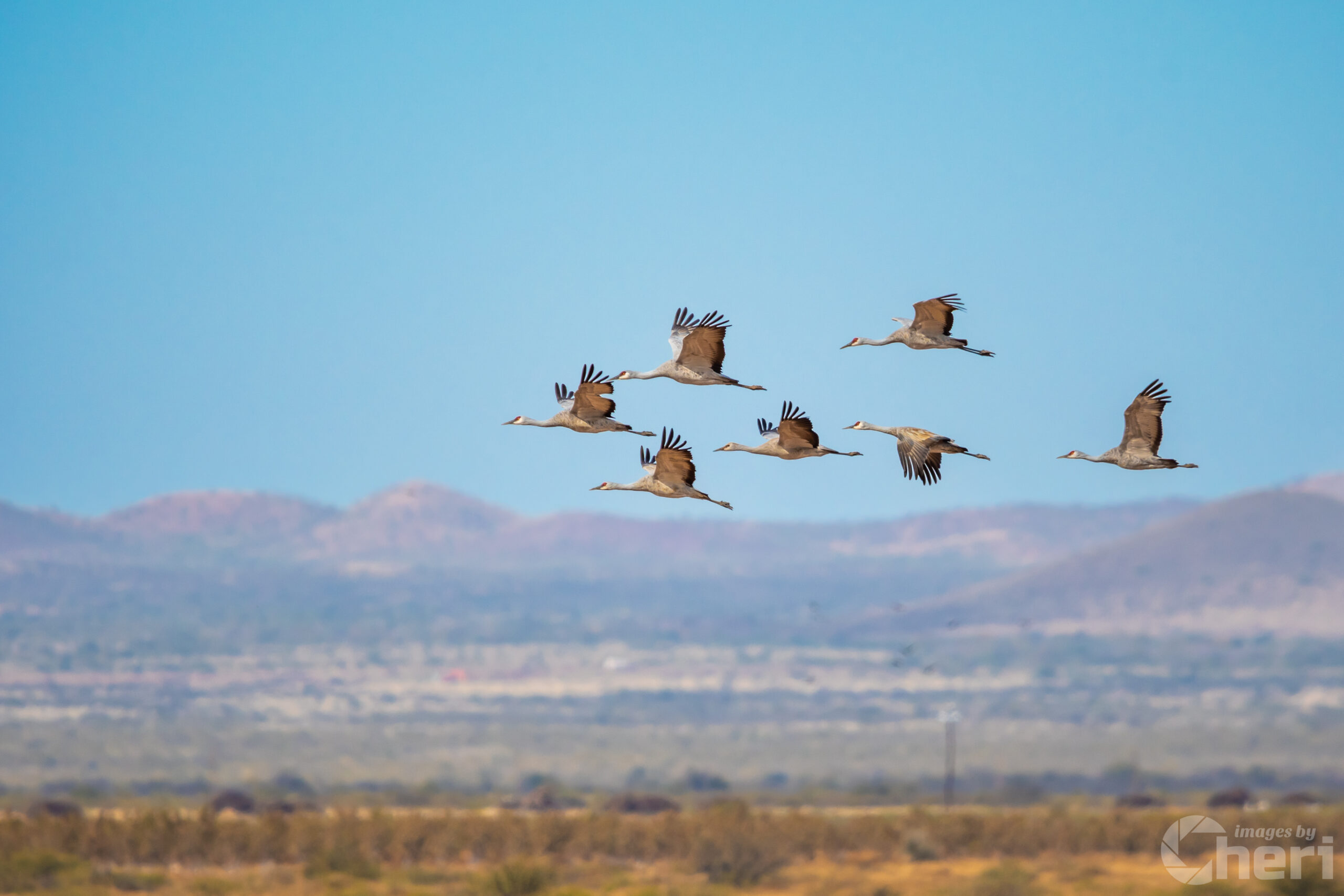 Dancing in the Sky: Sandhill Cranes in Flight